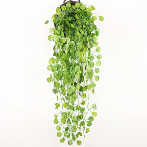 Plantas Decorativas-4Evah Young