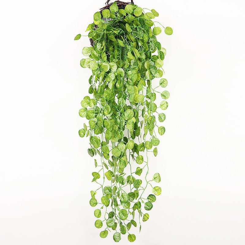 Plantas Decorativas-4Evah Young