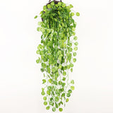 Plantas Decorativas-4Evah Young