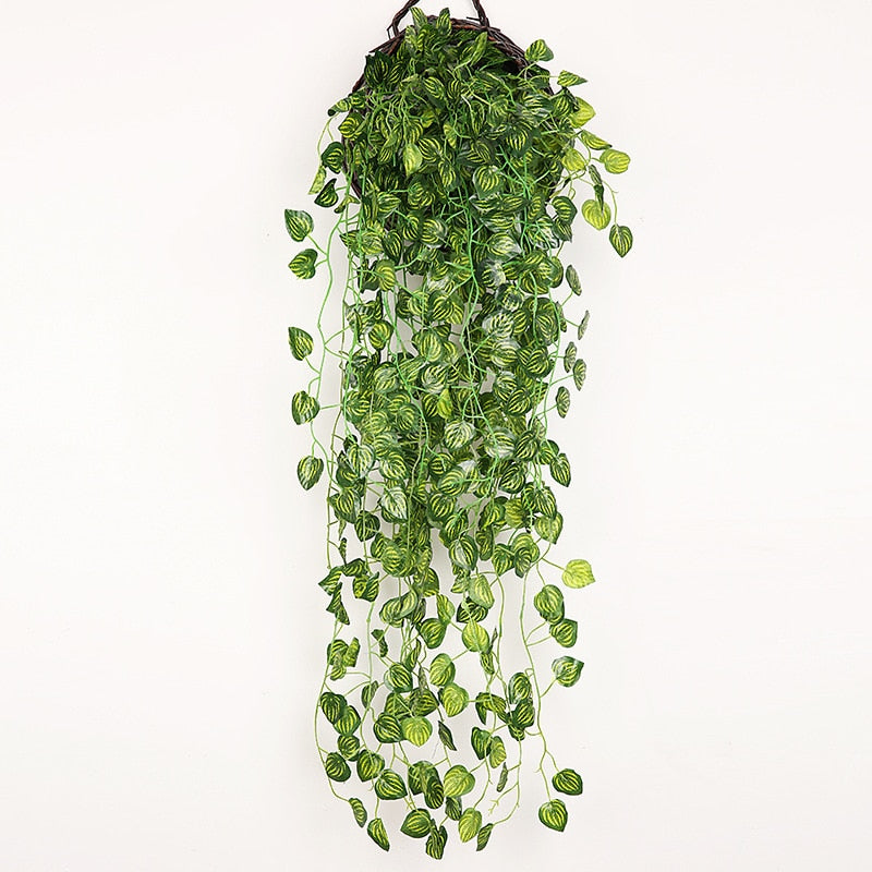 Plantas Decorativas-4Evah Young