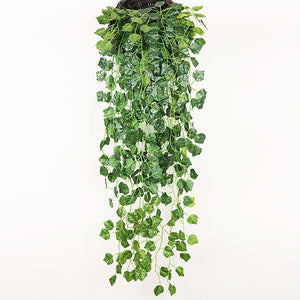 Plantas Decorativas-4Evah Young
