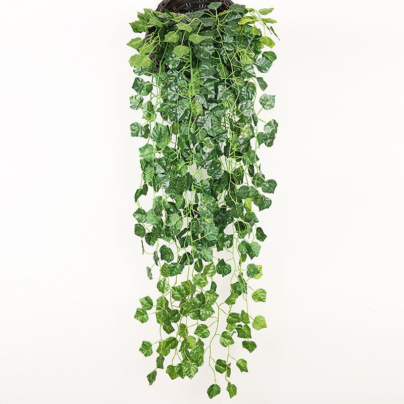 Plantas Decorativas-4Evah Young