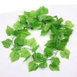 Plantas Decorativas-4Evah Young