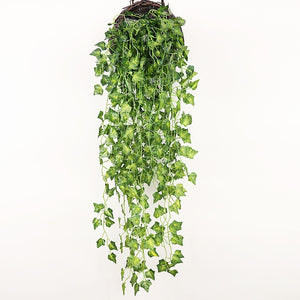 Plantas Decorativas-4Evah Young
