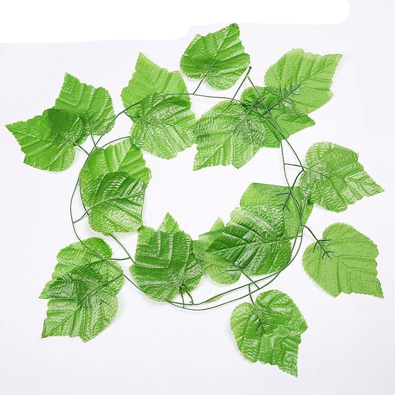 Plantas Decorativas-4Evah Young