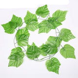 Plantas Decorativas-4Evah Young