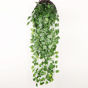 Plantas Decorativas-4Evah Young