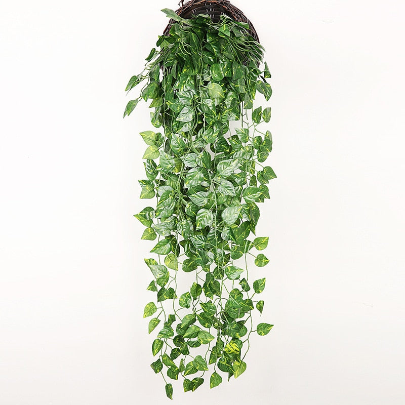 Plantas Decorativas-4Evah Young
