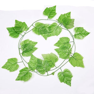 Plantas Decorativas-4Evah Young