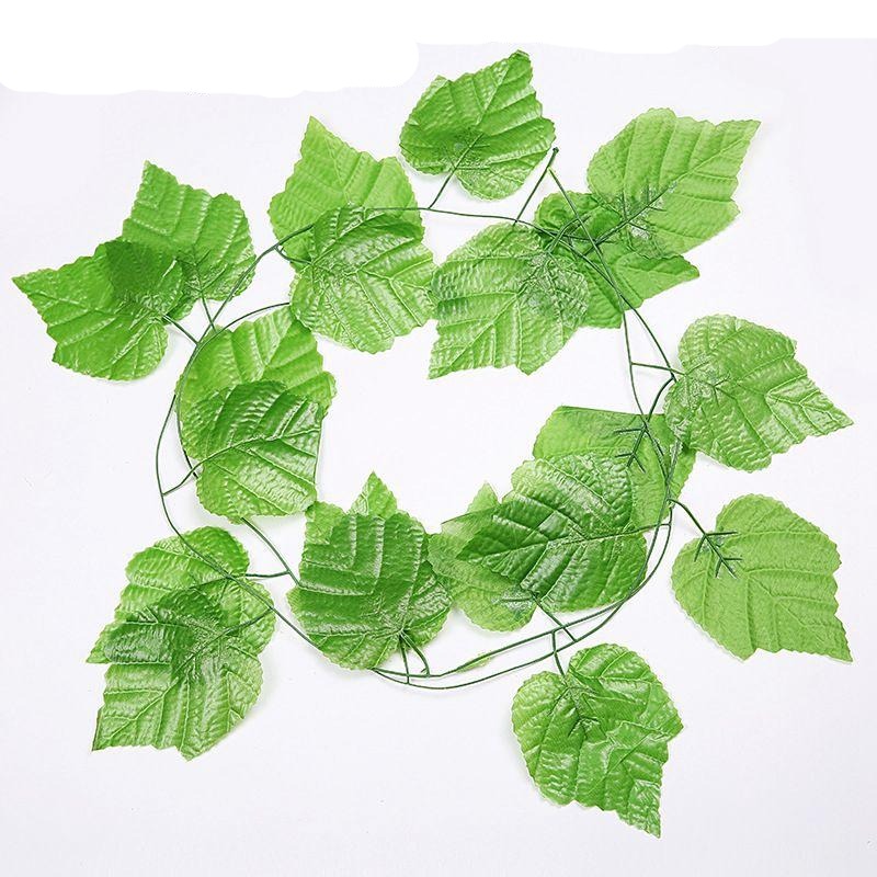 Plantas Decorativas-4Evah Young