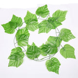 Plantas Decorativas-4Evah Young