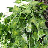 Plantas Decorativas-4Evah Young